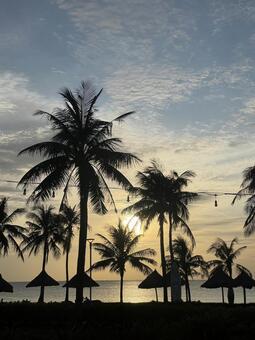 夕日とヤシの木 ヤシの木,景色,風景の写真素材