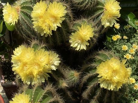 サボテンの花 サボテンの花の写真