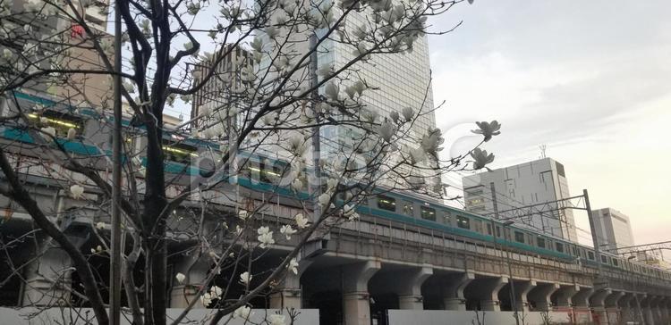 都会の春の訪れ 花,木,植物の写真素材