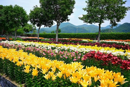 色鮮やかな満開のゆり園 色鮮やかな満開のゆり園 ゆり,百合の花,花の写真素材
