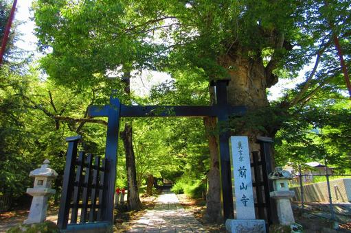 長野県-前山寺-黒門とケヤキの大木 長野県-前山寺-黒門とケヤキの大木の写真