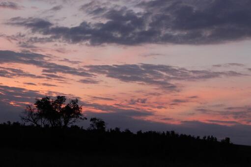 サバンナの朝の空 アフリカ,マサイマラ,ケニアの写真素材