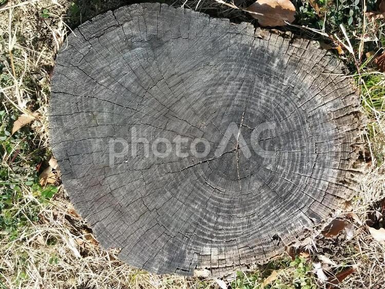 切り株（古い）　9 切り株,年輪,幹の写真素材