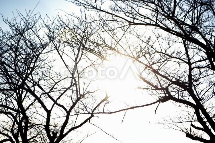 冬の木漏れ日 木,枝,太陽の写真素材