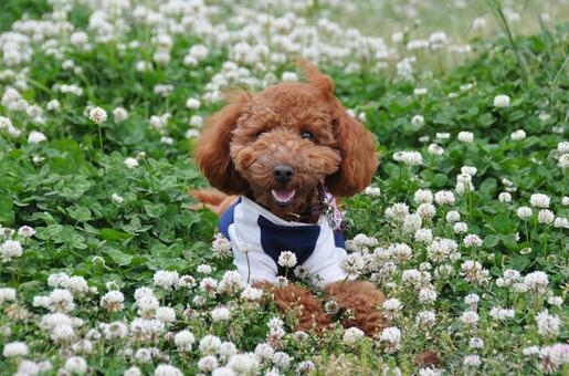 シロツメクサに囲まれたトイプードル トイプードル,犬,動物の写真素材