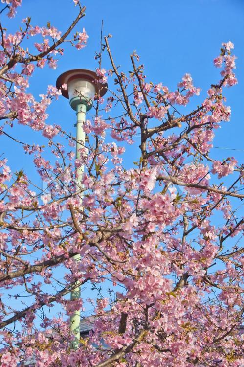 桜と街灯 サクラ,春,枝の写真素材