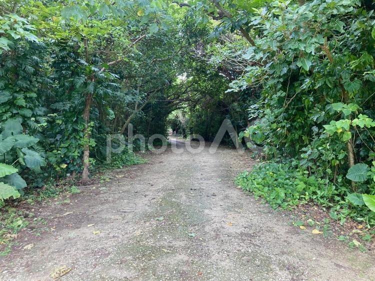 森の中を抜けるトンネルのような小径 道,小道,小径の写真素材