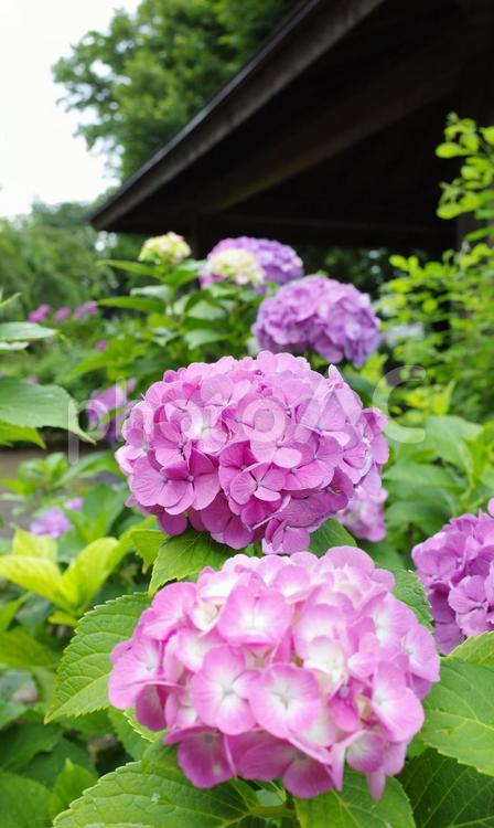 雨上がりのあじさい 6月あじさい,梅雨あじさい,ピンク色のあじさいの写真素材
