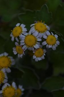 立冬：ハナイソギク4 植物,ハナイソギク,花磯菊の写真素材
