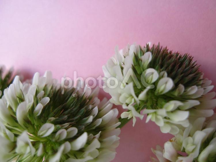 しろつめぐさ 白爪草,花,白い花の写真素材