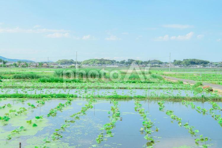 日本の田舎　素材 イメージ 田舎,田んぼ,水田の写真素材
