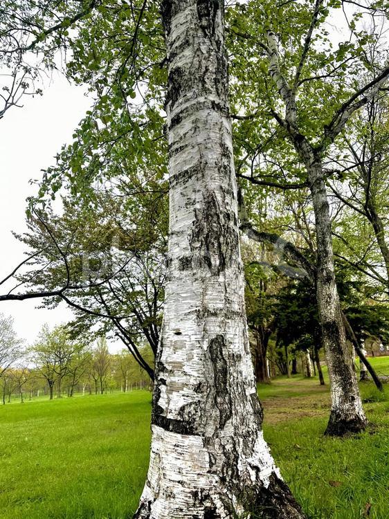 白樺も新緑の季節 白樺,樹木,白木の写真素材