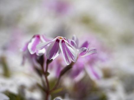 Cute moss phlox, JPG Cute moss phlox, JPG