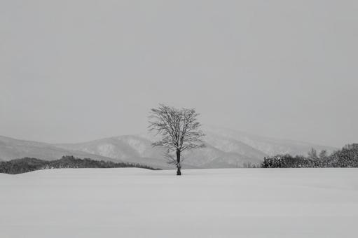 広大な雪原に佇む一本の木の静かな冬景色 一本木,木,樹の写真素材