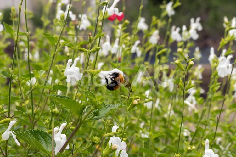 山茶花高原のセージとハナバチ ハナバチ,花,昆虫の写真素材