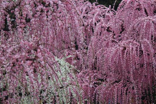 Photo, ume, spring, flower, 