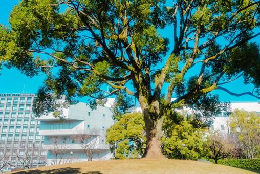 【熊本】白川公園 【熊本】白川公園の写真