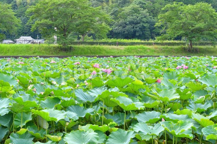 たくさんの蓮の花 ハス,夏,花の写真素材