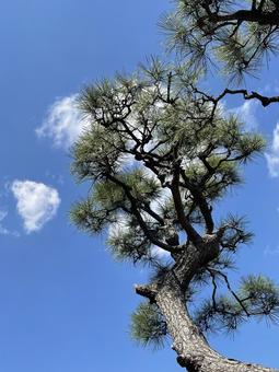 Photo, spring, vivid, blue sky, 
