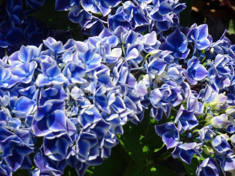 アジサイの季節-19 アジサイ,花,紫の写真素材
