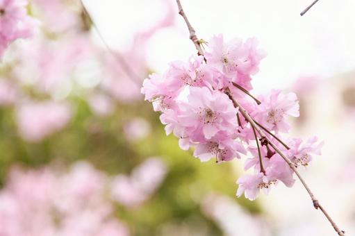 花90 花90 ピンク,屋外,4月の写真素材