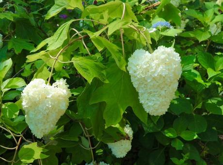 紫陽花 紫陽花の写真