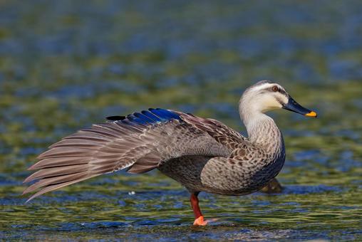 スサーをするカルガモ カルガモ,夏留鴨,軽鴨の写真素材