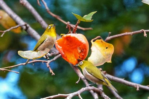 柿次郎参上 動物,生き物,癒しの写真素材