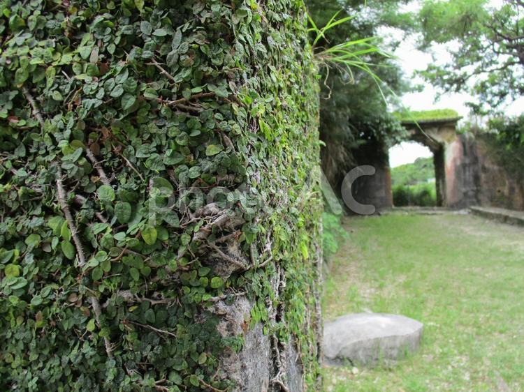 首里城公園のオオイタビ（Okinawa） 首里城,蔦,石垣の写真素材