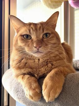 茶トラ猫 茶トラ猫 ねこ,かわいい,ネコの写真素材