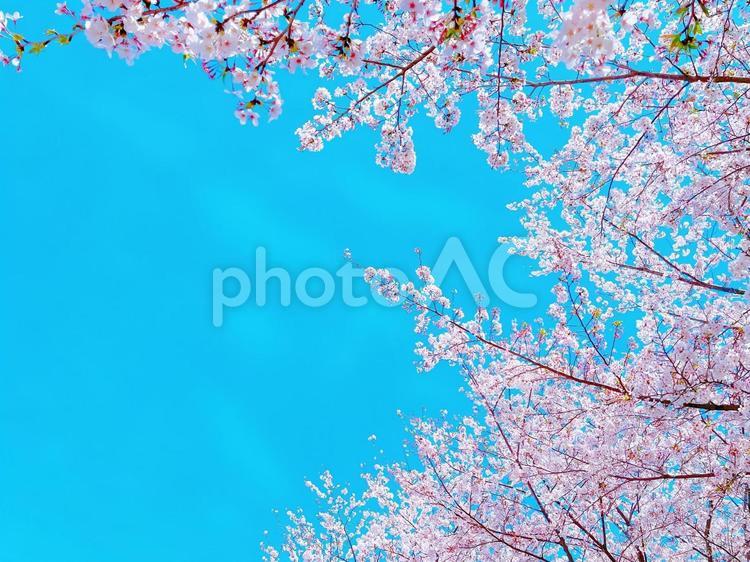 見上げるサクラ サクラ,花,風景の写真素材