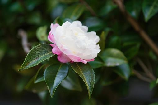 ひっそりと咲く可憐な朝倉山茶花 ひっそりと咲く可憐な朝倉山茶花の写真