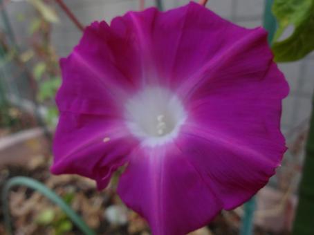 アサガオ　2025夏の写真