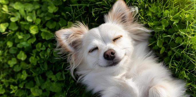 緑の芝生でくつろぐ白い毛並みの小型犬 緑の芝生でくつろぐ白い毛並みの小型犬の写真