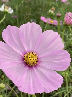 秋の日に咲きほこるコスモスの花 秋の日に咲きほこるコスモスの花 コスモス,秋桜,花の写真素材