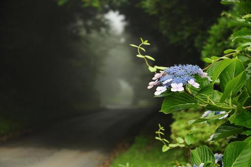紫陽花と霧 紫陽花と霧の写真