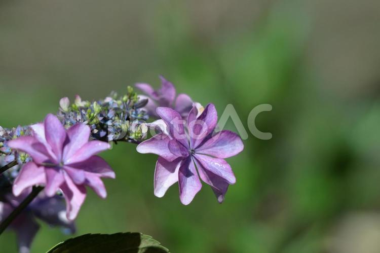 雨に濡れて咲く アジサイ,花,アジサイ科の写真素材