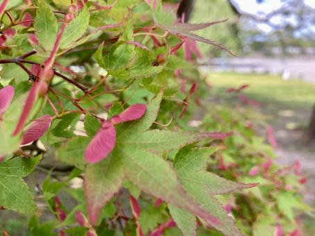 Photo, red florets, a blue maple, leaf, 