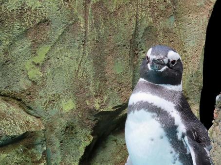巣穴から出てきたペンギン 巣穴から出てきたペンギン ペンギン,動物,生き物の写真素材