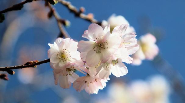 楽寿園の十月桜 十月桜,花,秋の写真素材