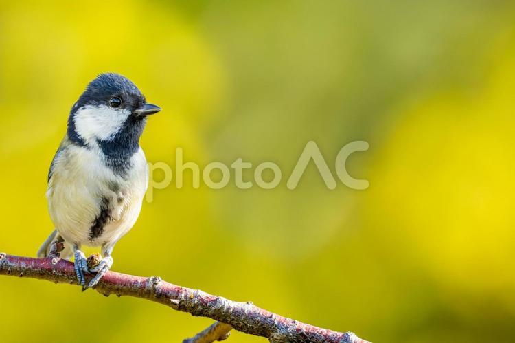 枝にとまるシジュウカラ・コピースペース シジュウカラ,野鳥,鳥の写真素材