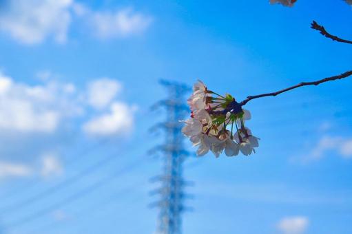 青空と電線路と桜 青空と電線路と桜の写真