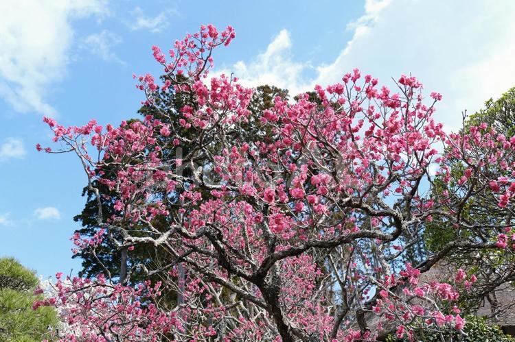 松島の3月の梅の開花の風景　梅の木と花 梅,紅梅,赤の写真素材