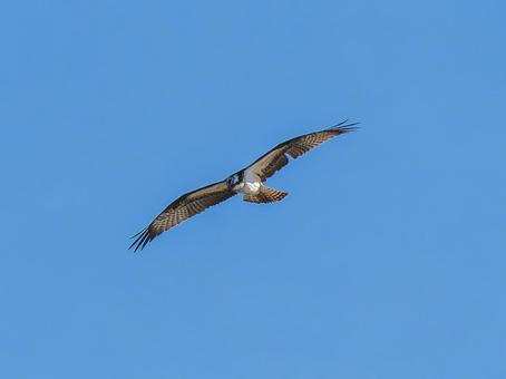 空を飛ぶミサゴ ミサゴ,タカ,野鳥の写真素材