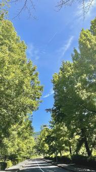 晴れた日のポプラ並木 晴れた日のポプラ並木の写真