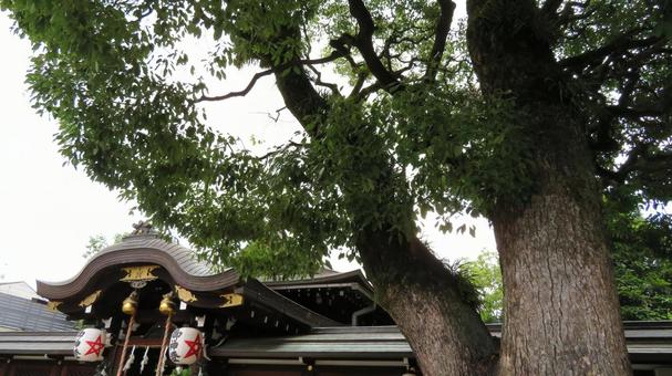 晴明神社 御神木 晴明神社 御神木の写真