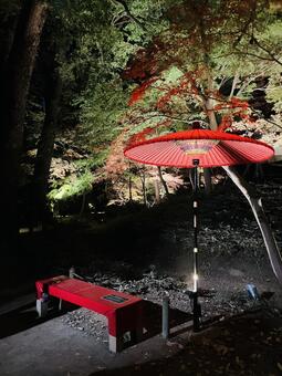 六義園紅葉ライトアップ 秋の六義園,紅葉,庭紅葉の写真素材