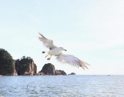 ウミネコ 笹川流れに舞う ウミネコ 笹川流れに舞う ウミネコ,海猫,鳥の写真素材