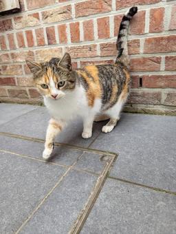 野良猫 三毛猫 野良猫 三毛猫の写真