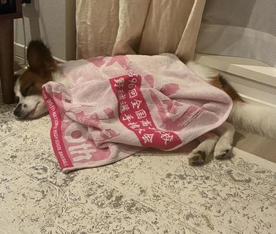 寝るパピヨン 寝るパピヨンの写真